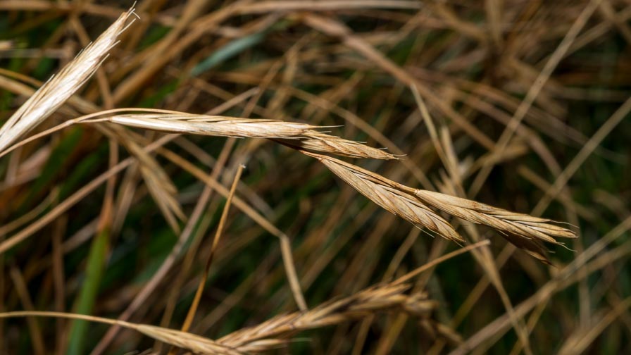 Poaceae in crinale appenninico